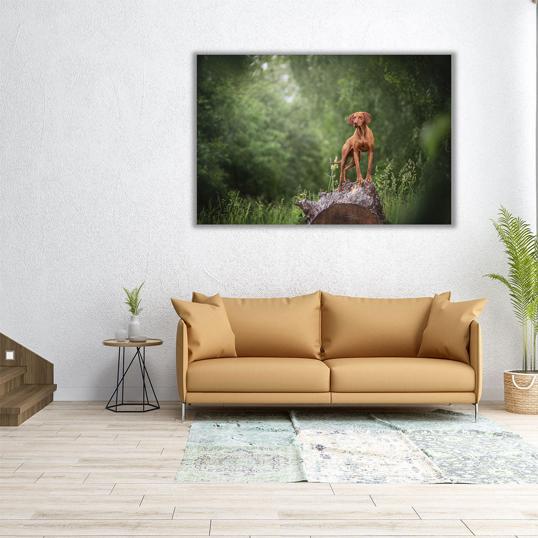 Hungarian Vizsla Standing on a Huge Wooden Stump - Canvas Print Wall Art