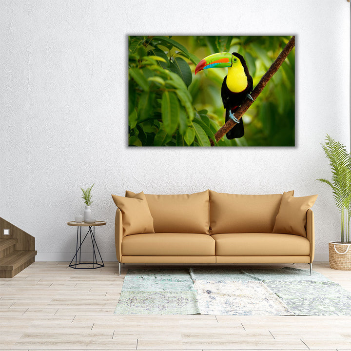 Keel-billed Toucan Bird Sitting on a Branch - Canvas Print Wall Art