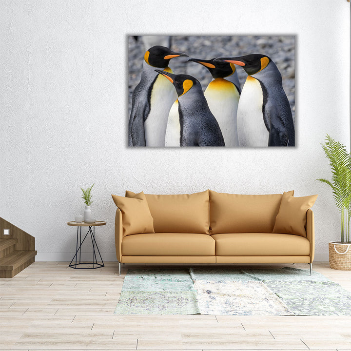 King Penguins at Fortuna Bay South Georgia - Canvas Print Wall Art