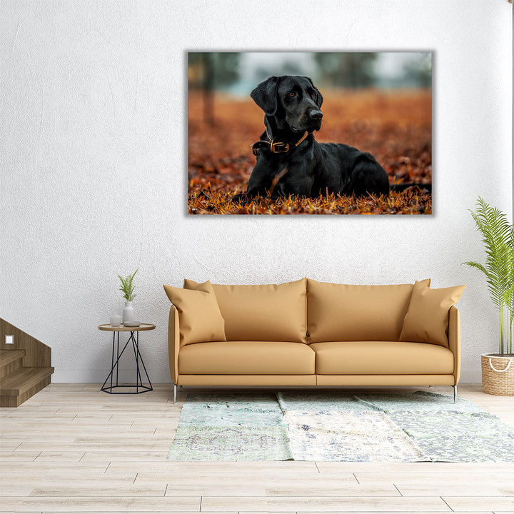 Labrador Retriever Closeup - Canvas Print Wall Art