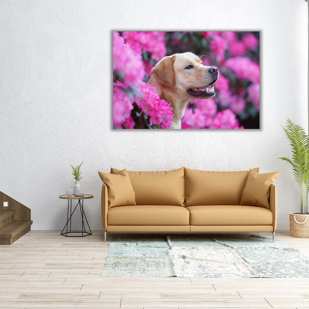 Labrador Retriever Dog in Blooming Rhododendron Bushes - Canvas Print Wall Art