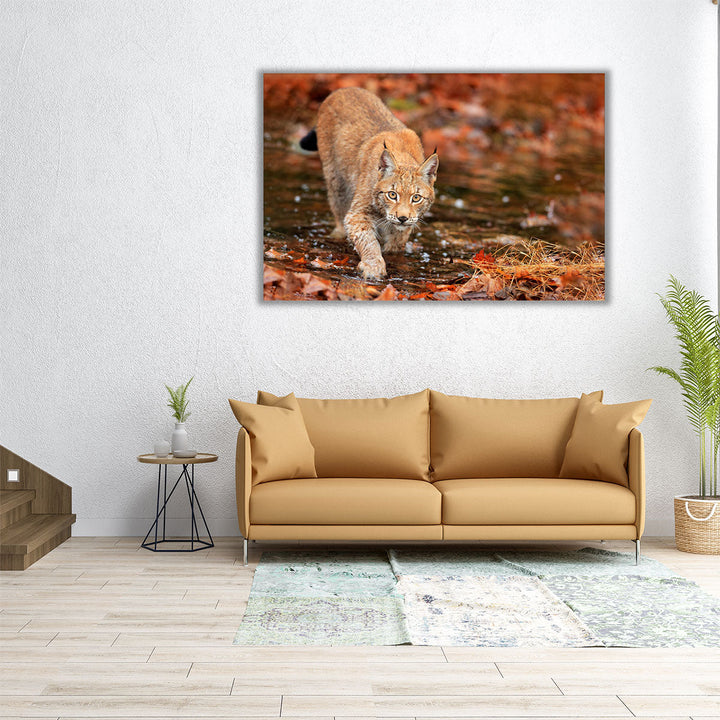 Lynx Wild Cat in Autumn - Canvas Print Wall Art