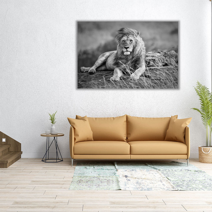 Mighty Lion in the African Savannah - Canvas Print Wall Art