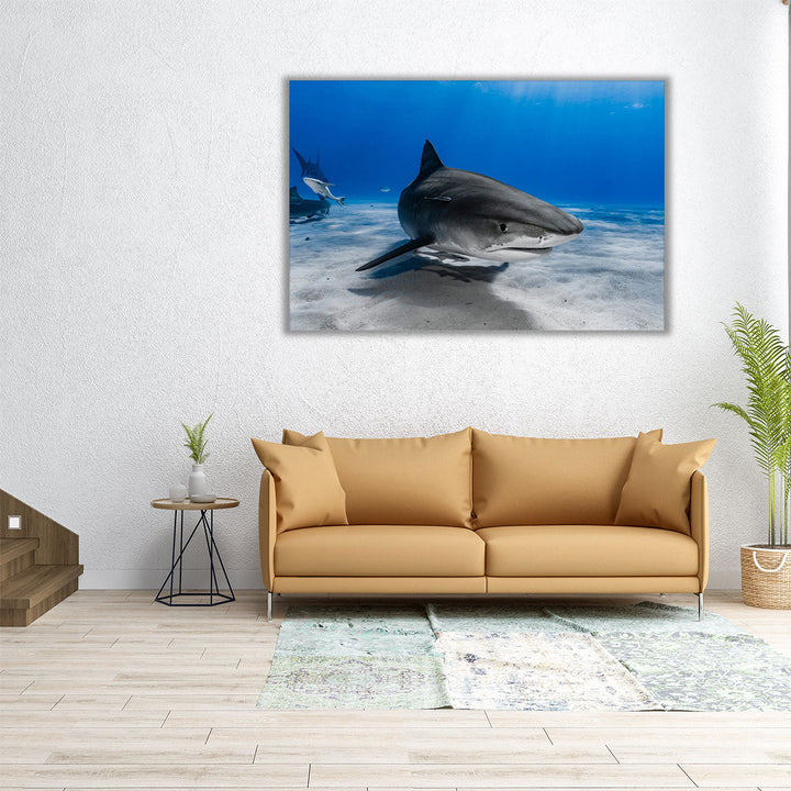 Tiger Shark or Galeocerdo Cuvier Ready to Attack - Canvas Print Wall Art