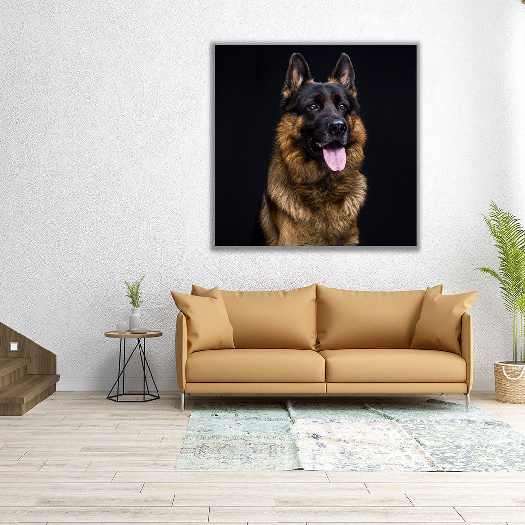 German Shepherd's Close-up With a Black Background - Canvas Print Wall Art