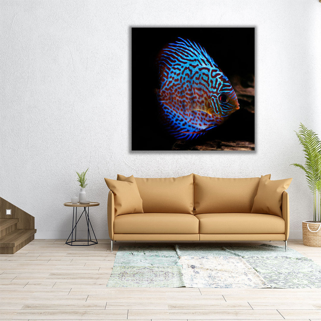 Symphysodon Discus Fish With Black Background - Canvas Print Wall Art