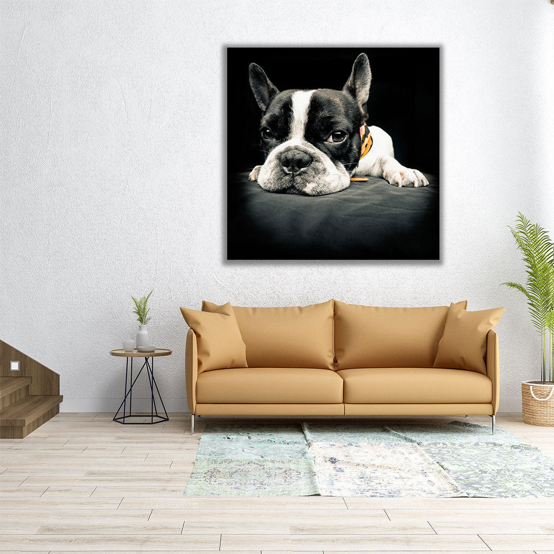 Close Up Of a French Bulldog - Canvas Print Wall Art