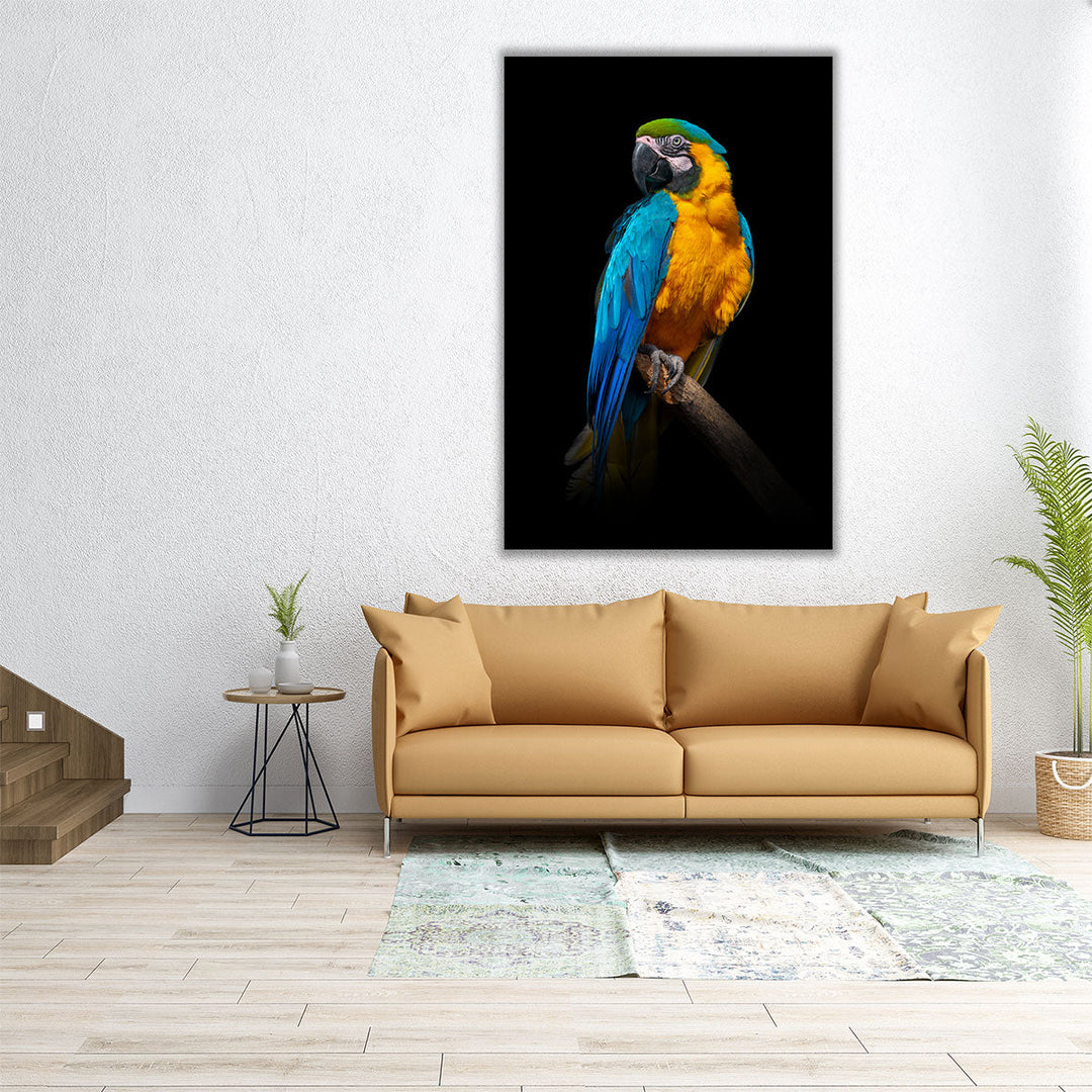 Parrot Close-up On a Black Background - Canvas Print Wall Art