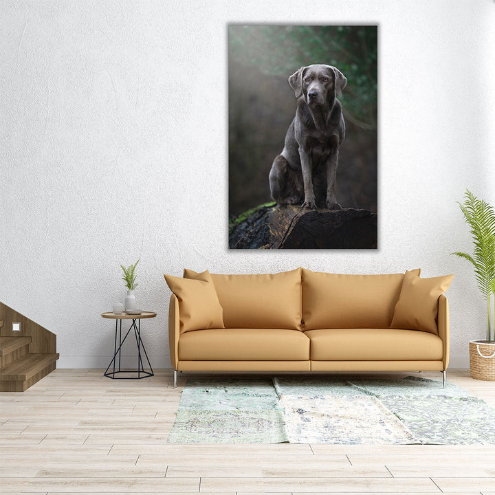 Silver Labrador Retriver Sitting on a Log - Canvas Print Wall Art