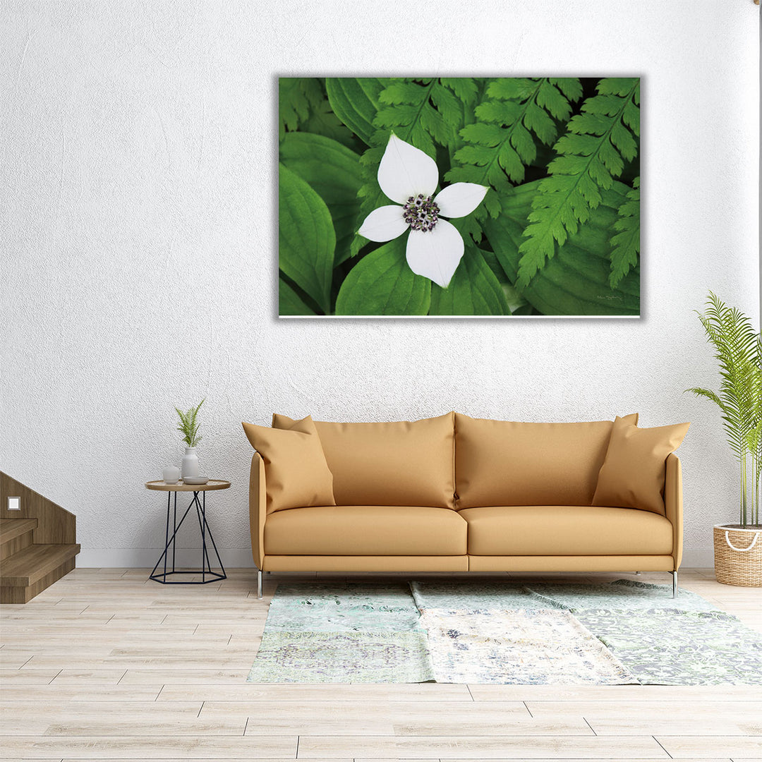 Bunchberry and Ferns I - Canvas Print Wall Art