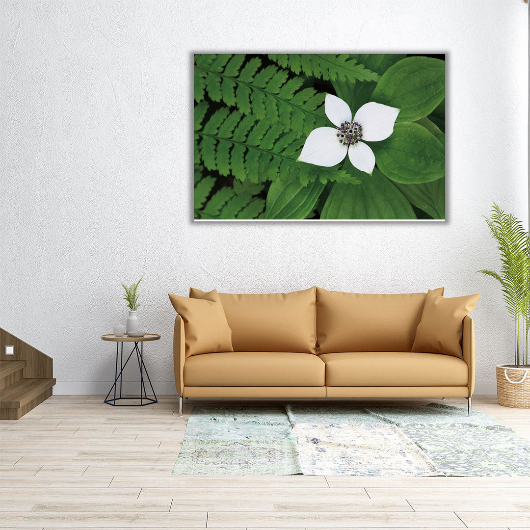 Bunchberry and Ferns II - Canvas Print Wall Art