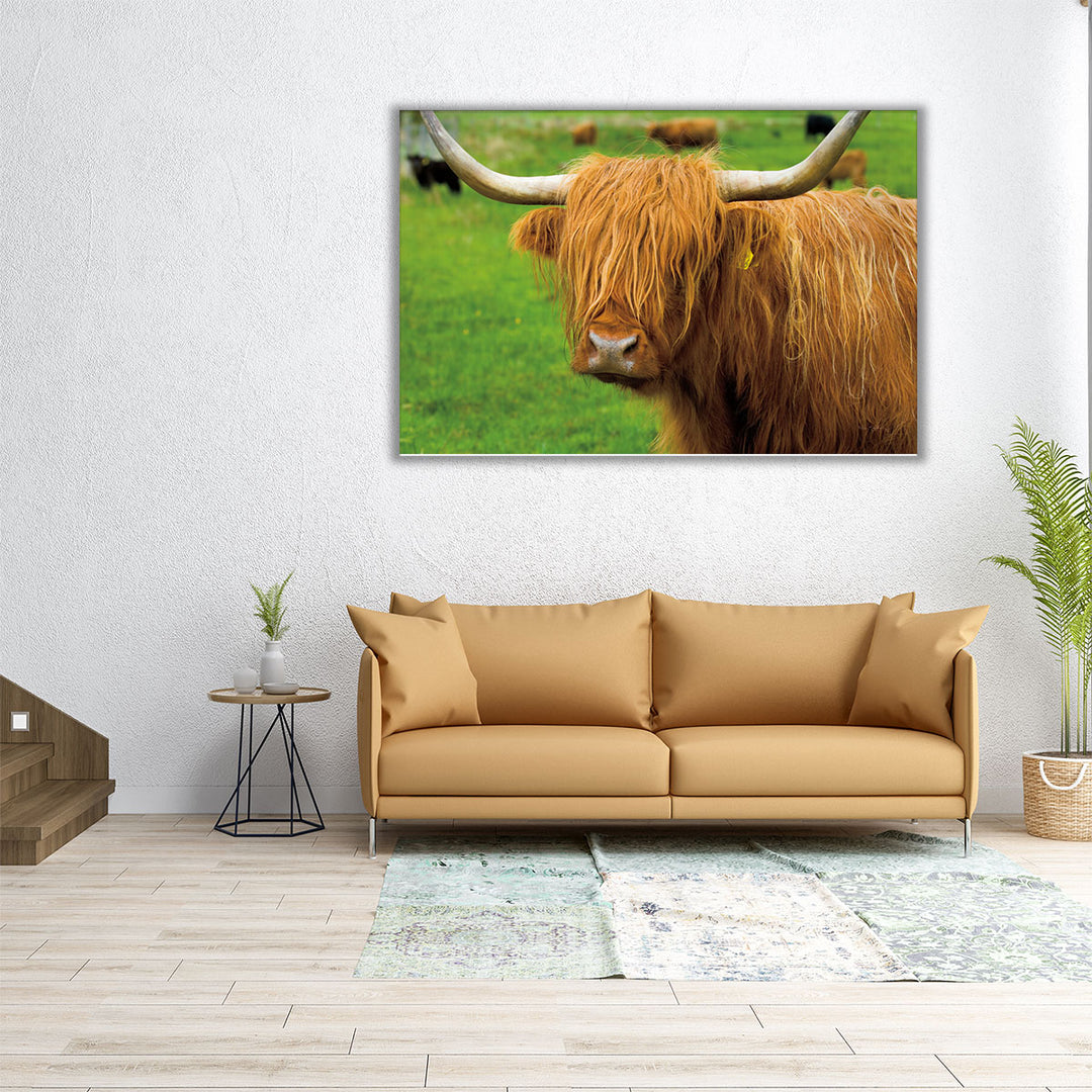 Scottish Highland Cattle I - Canvas Print Wall Art