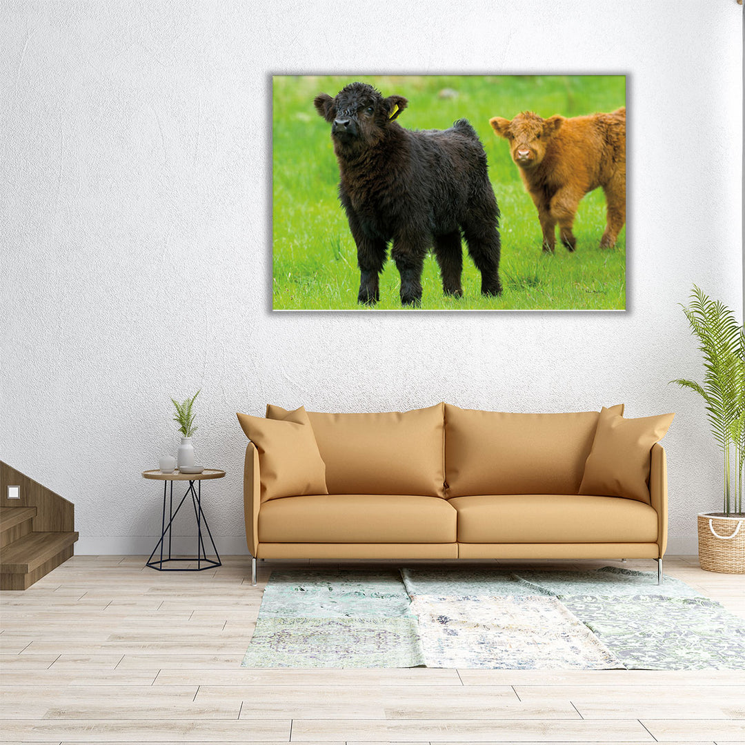 Scottish Highland Cattle VIII - Canvas Print Wall Art