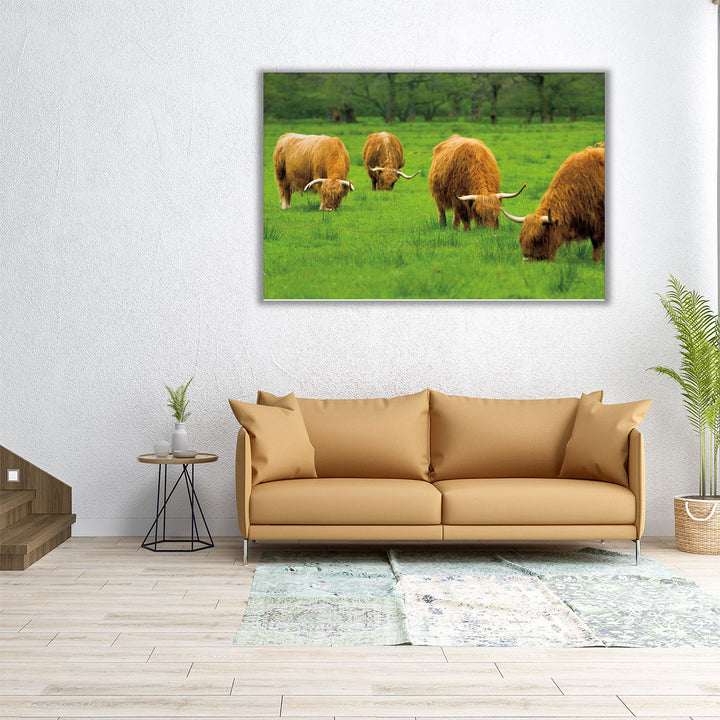 Scottish Highland Cattle IX - Canvas Print Wall Art