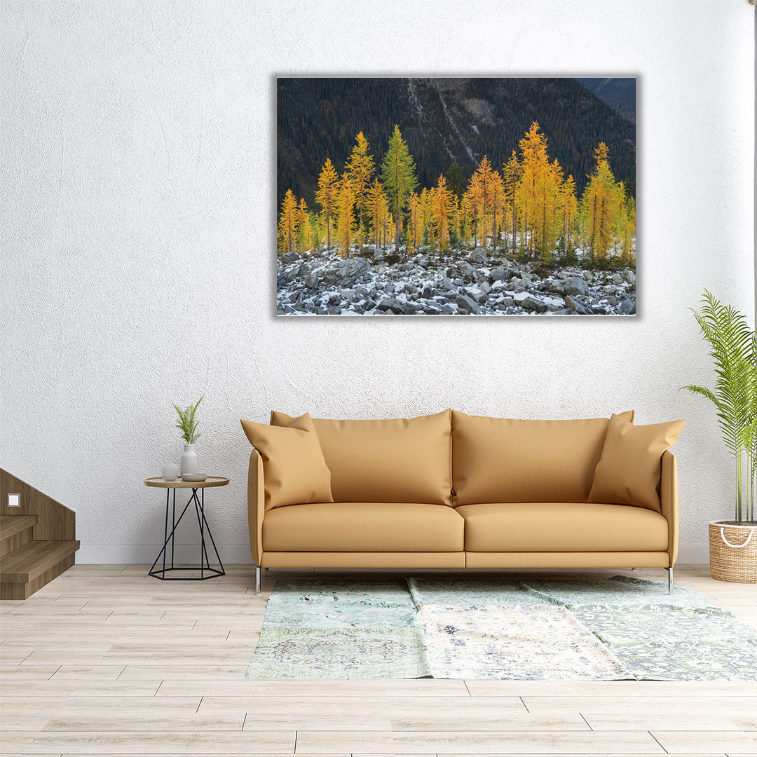 Alpine Larches North Cascades - Canvas Print Wall Art