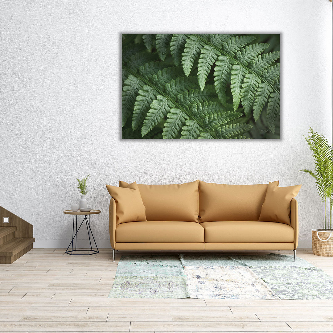 Lady Ferns III - Canvas Print Wall Art