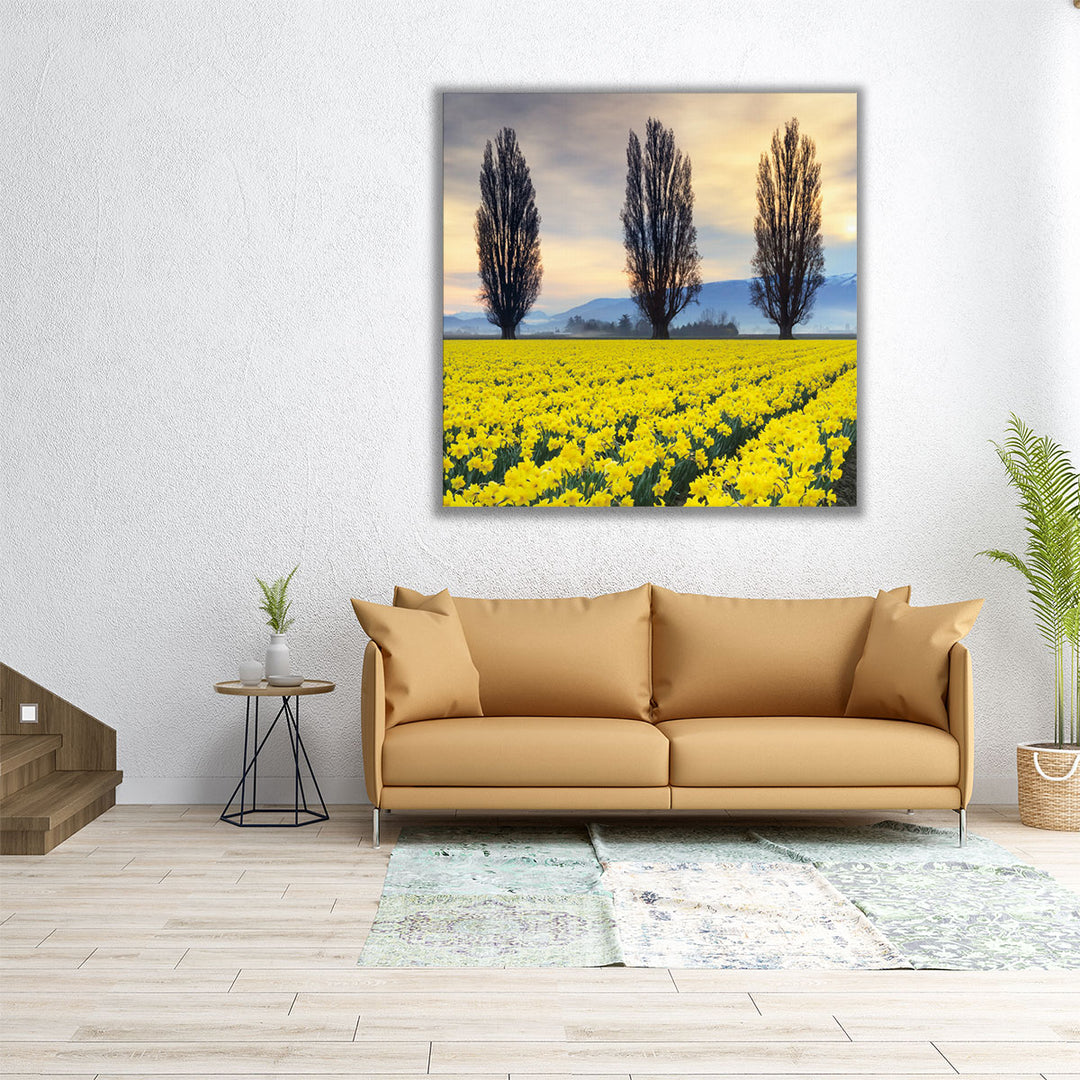 Skagit Valley Daffodils II - Canvas Print Wall Art