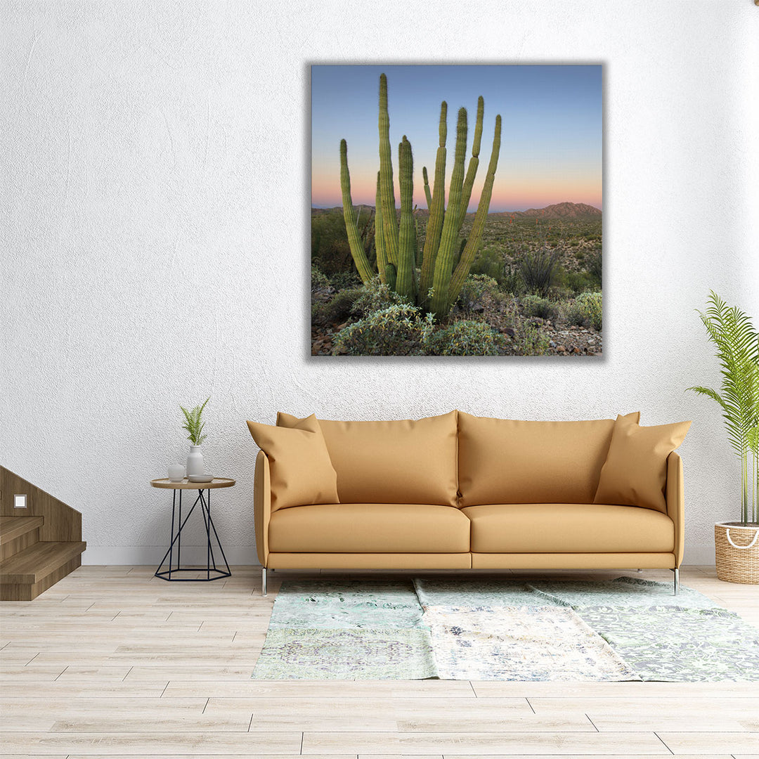 Organ Pipe Cactus at Dusk - Canvas Print Wall Art