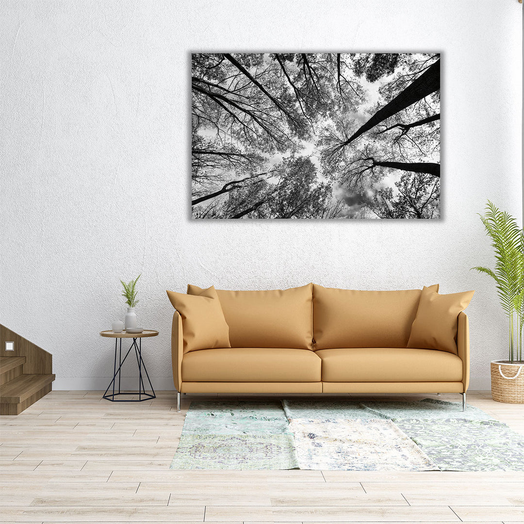 Looking Up I Black and White - Canvas Print Wall Art