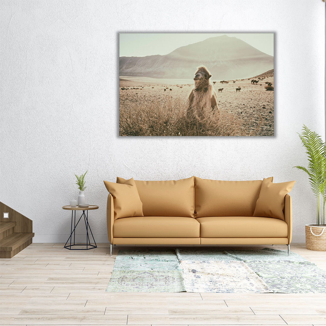 Desert Camel - Canvas Print Wall Art