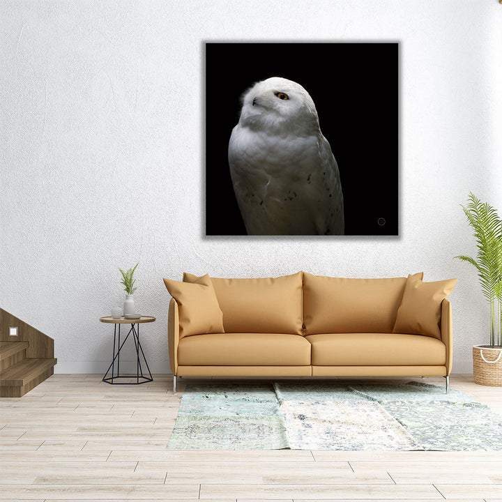 Snowy Owl Looks to the Sun Black and White - Canvas Print Wall Art