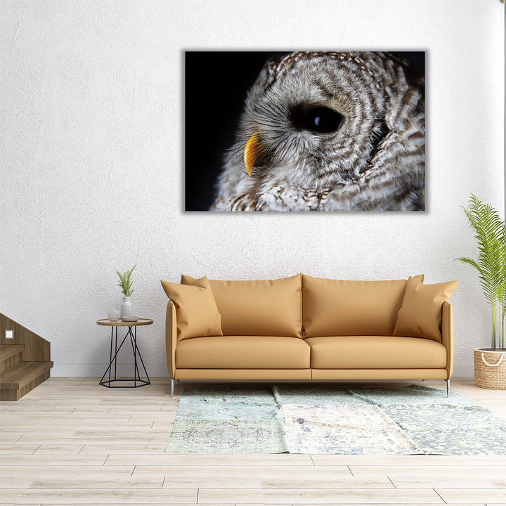 Barred Owl Portrait - Canvas Print Wall Art