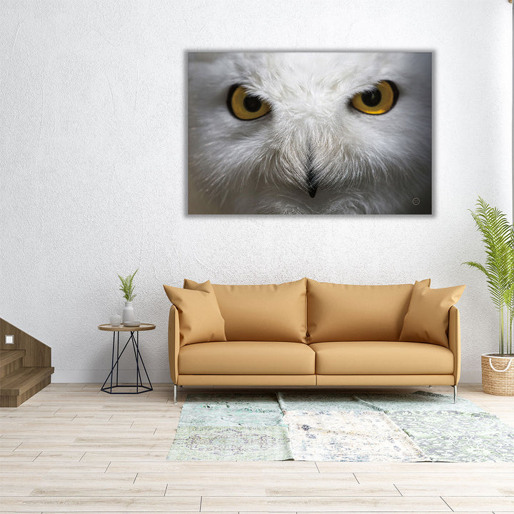 Snowy Owl Stare - Canvas Print Wall Art