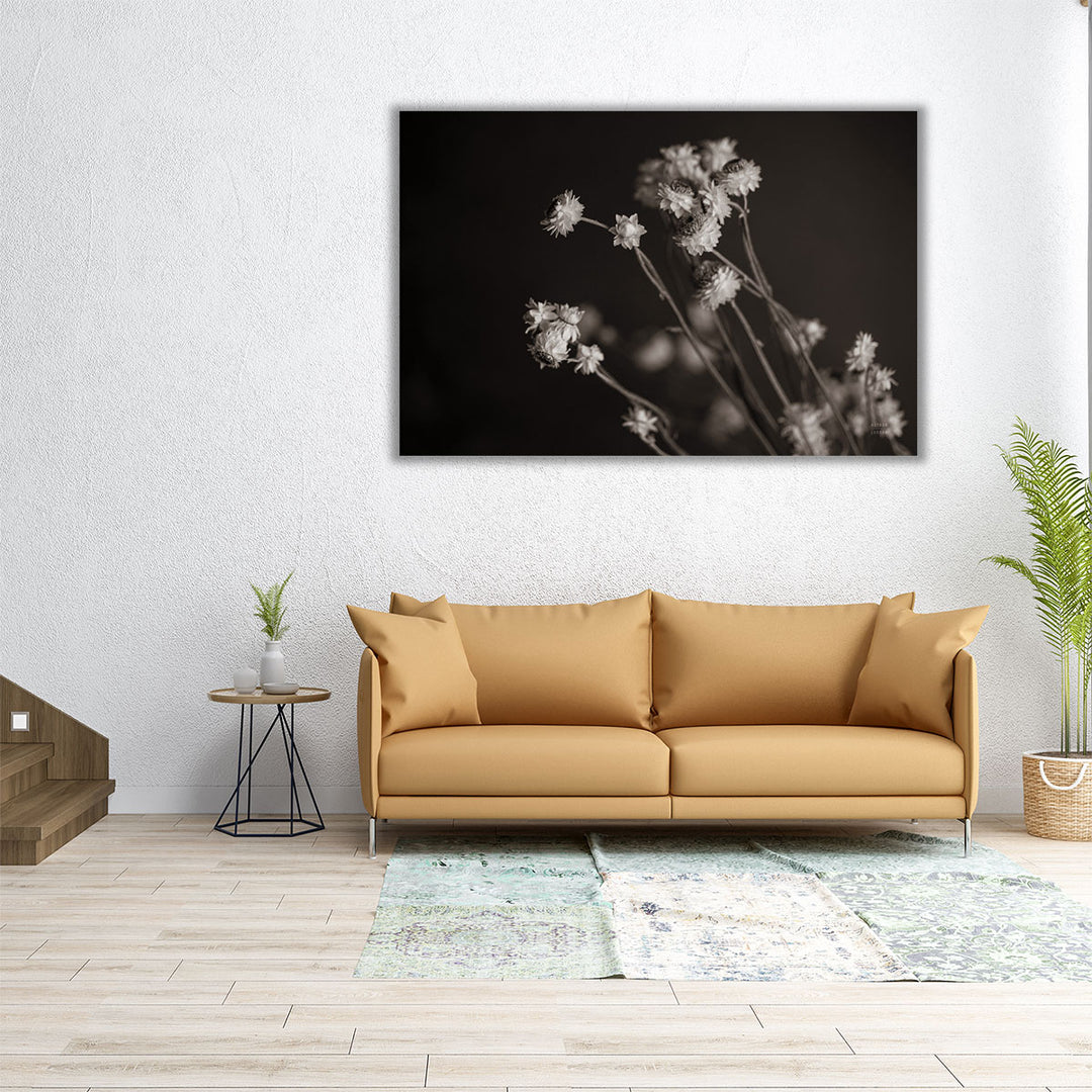 Daisy Study Black and White - Canvas Print Wall Art