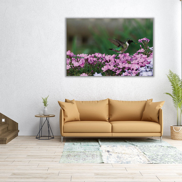 Spring Hummingbird - Canvas Print Wall Art