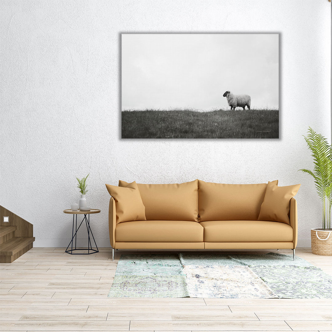 Islay Sheep II - Canvas Print Wall Art