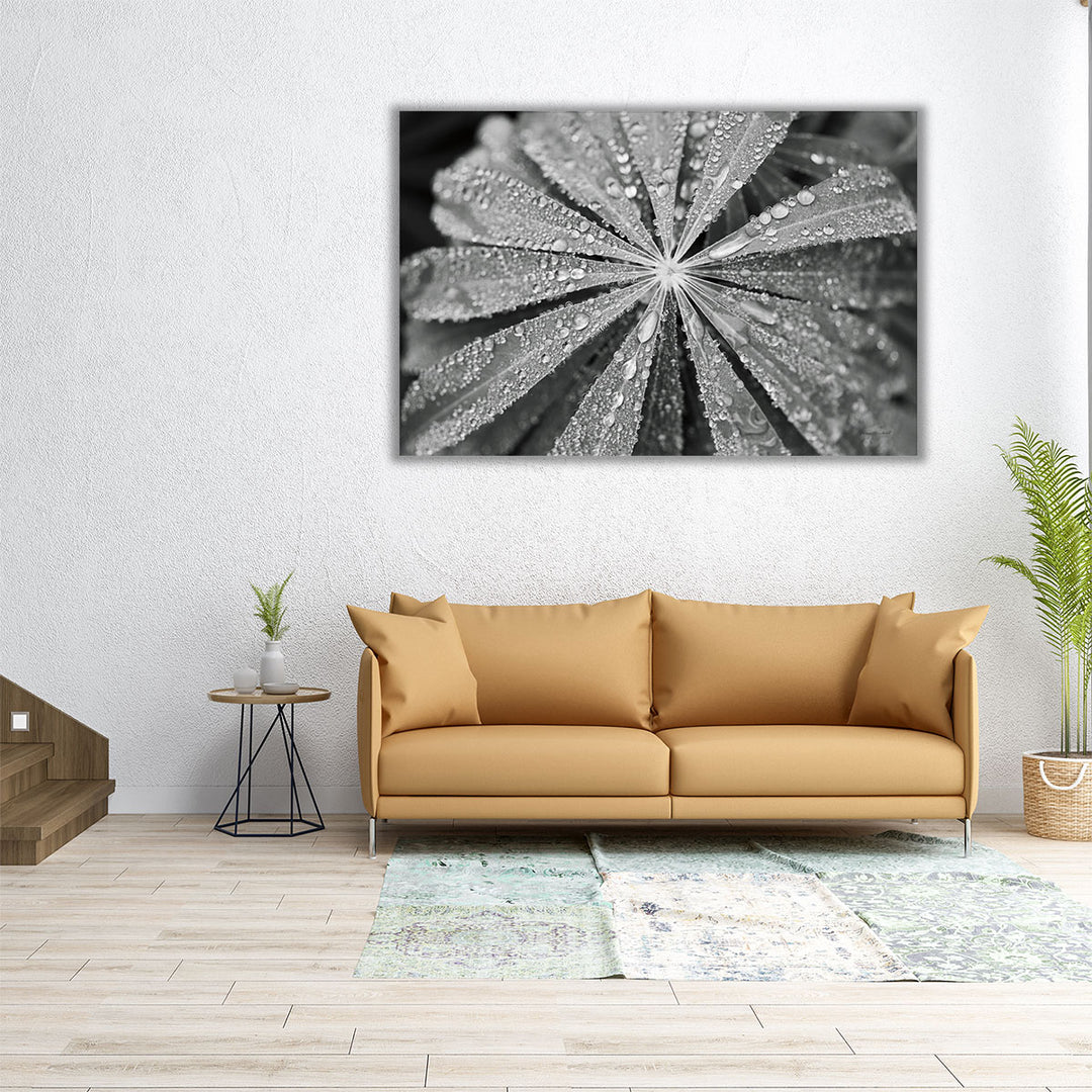 Raindrops on Lupine Black and White - Canvas Print Wall Art