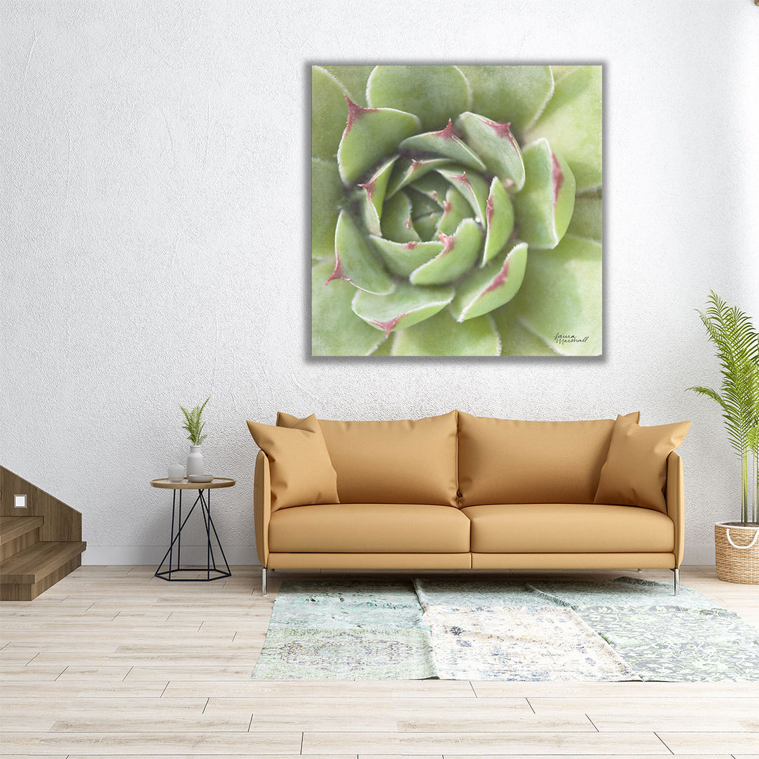 laura succulents Succulents II Canvas Print | Plant Photography