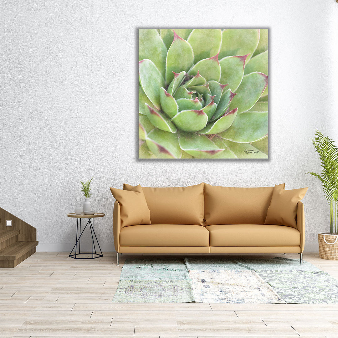 Garden Succulents IV - Canvas Print Wall Art