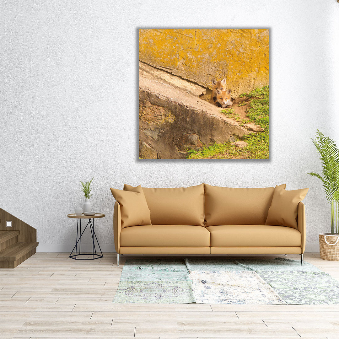 Fox Cubs II - Canvas Print Wall Art