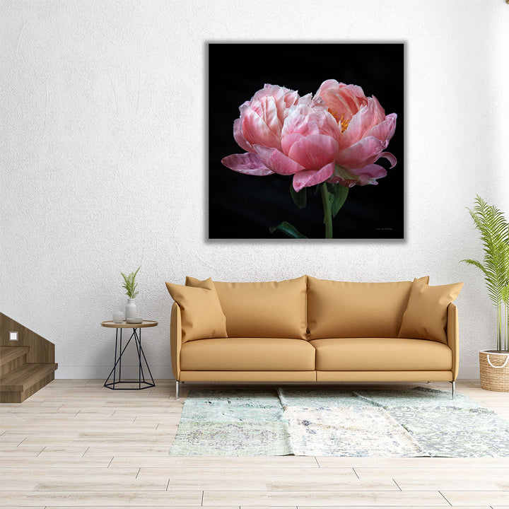 Coral Peonies IV - Canvas Print Wall Art