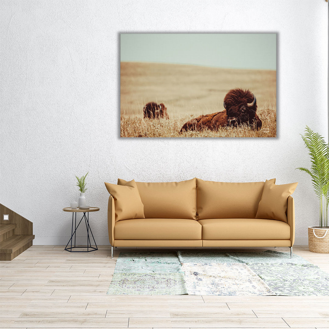 Tall Grass Bison - Canvas Print Wall Art