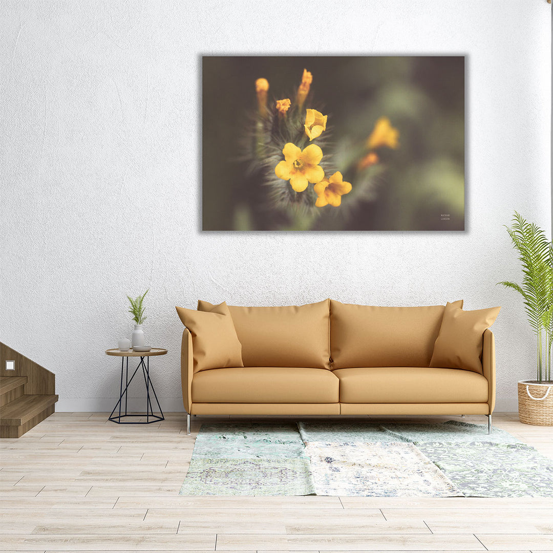 Common Fiddleneck II - Canvas Print Wall Art