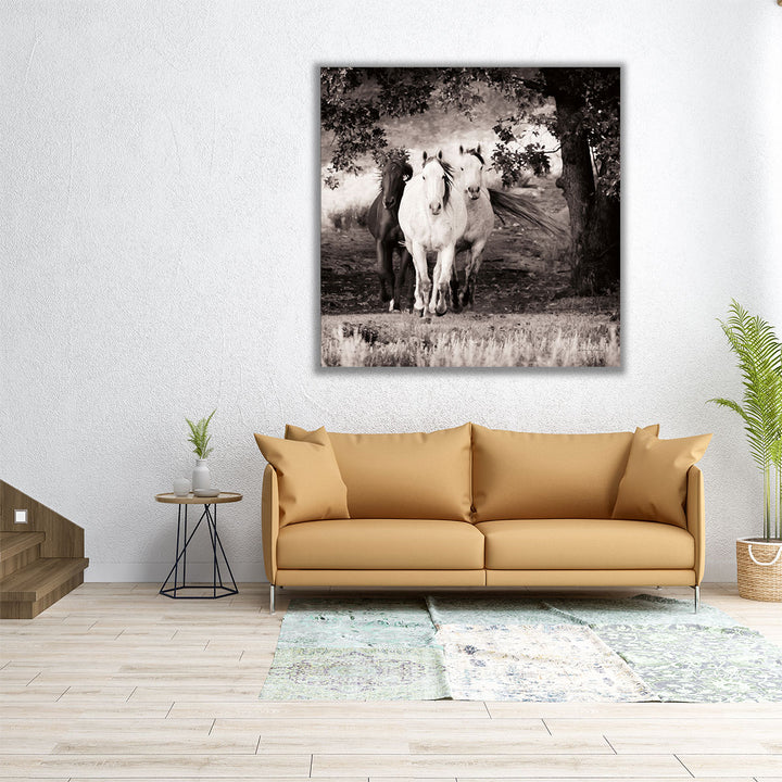 Three Wild Horses Sepia - Canvas Print Wall Art