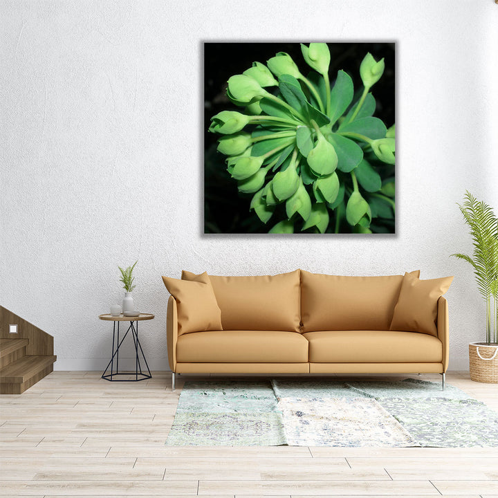 Succulence I - Canvas Print Wall Art