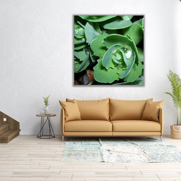 Succulence II - Canvas Print Wall Art