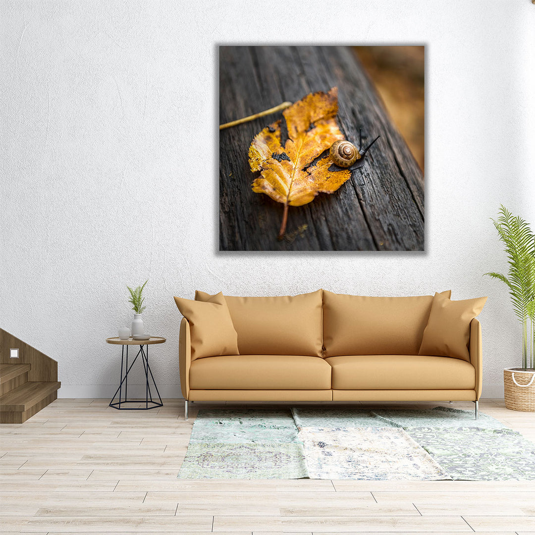 Snails Pace - Canvas Print Wall Art