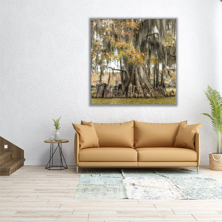 Bayou Light II - Canvas Print Wall Art