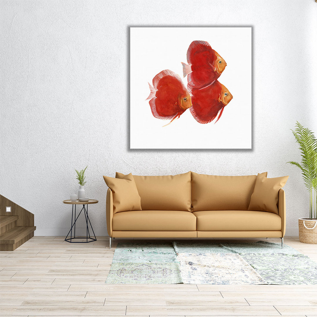 Discus Fish VI - Canvas Print Wall Art