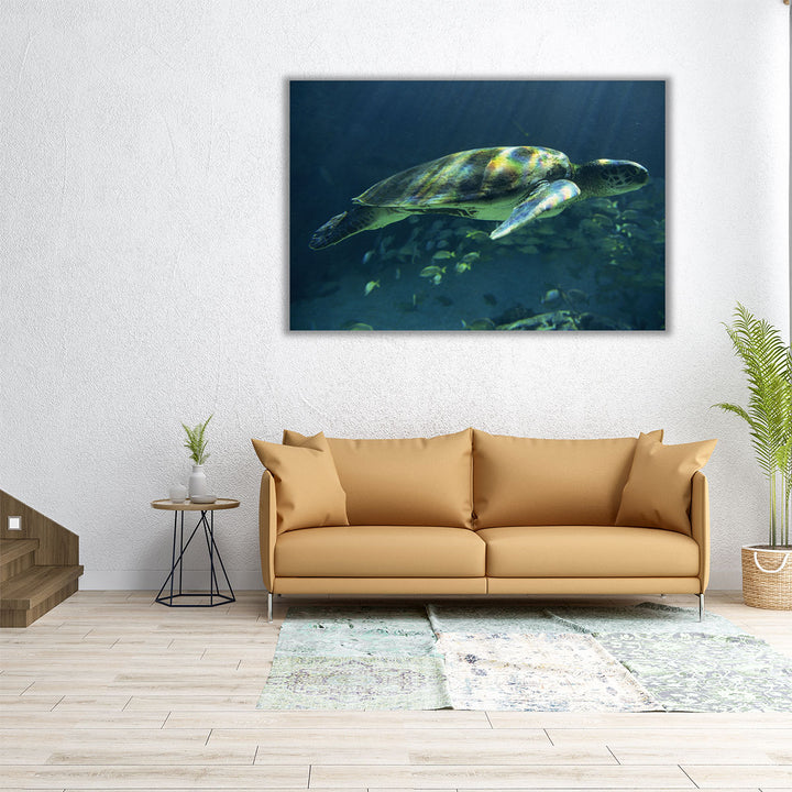 Aegean Sea Turtles I - Canvas Print Wall Art