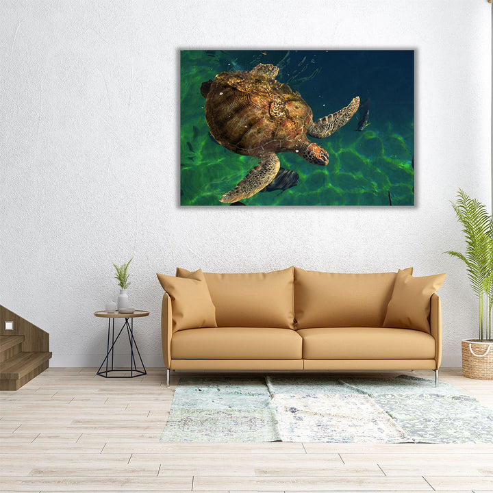 Aegean Sea Turtles III - Canvas Print Wall Art