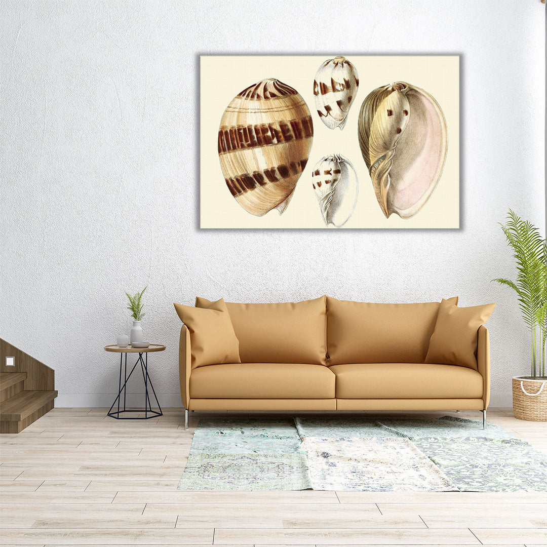 Splendid Shells VII - Canvas Print Wall Art