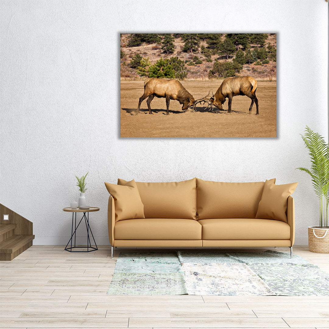 Two Elks I - Canvas Print Wall Art