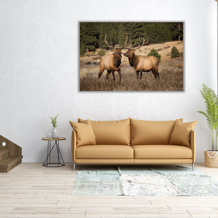 Two Elks II - Canvas Print Wall Art