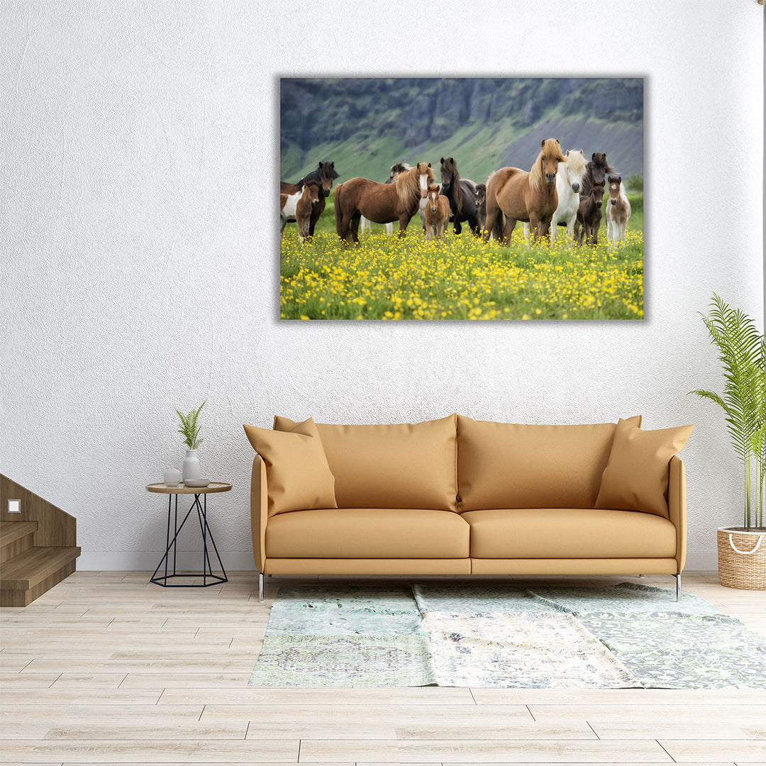 Icelandic Horses VII - Canvas Print Wall Art