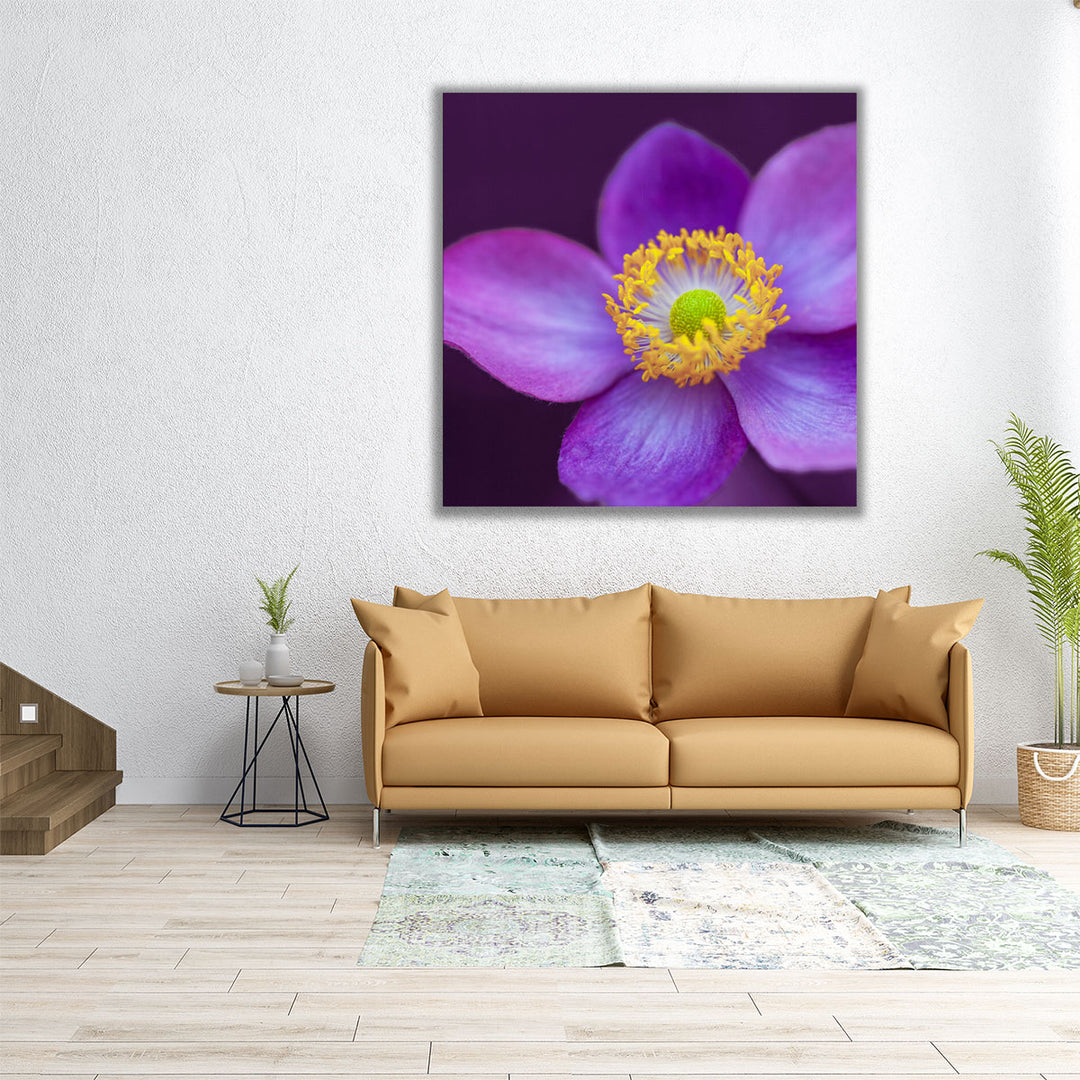 Close-up of Anemone Flowers 2 - Canvas Print Wall Art